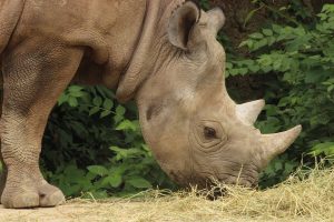 A close view of a Rhino eating hay at the St. Louis Zoo.